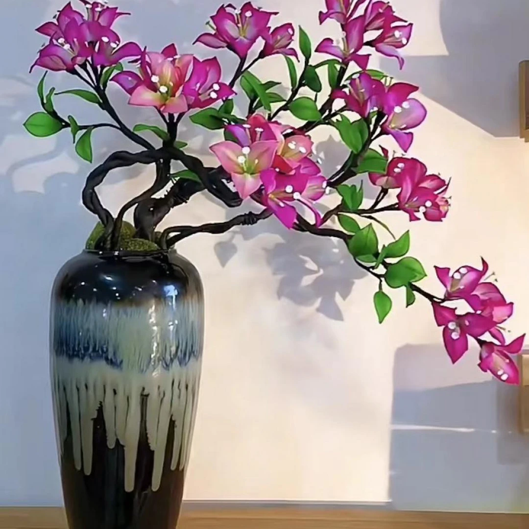 【倾城】品种一颗三角梅基地直邮不带花不带盆