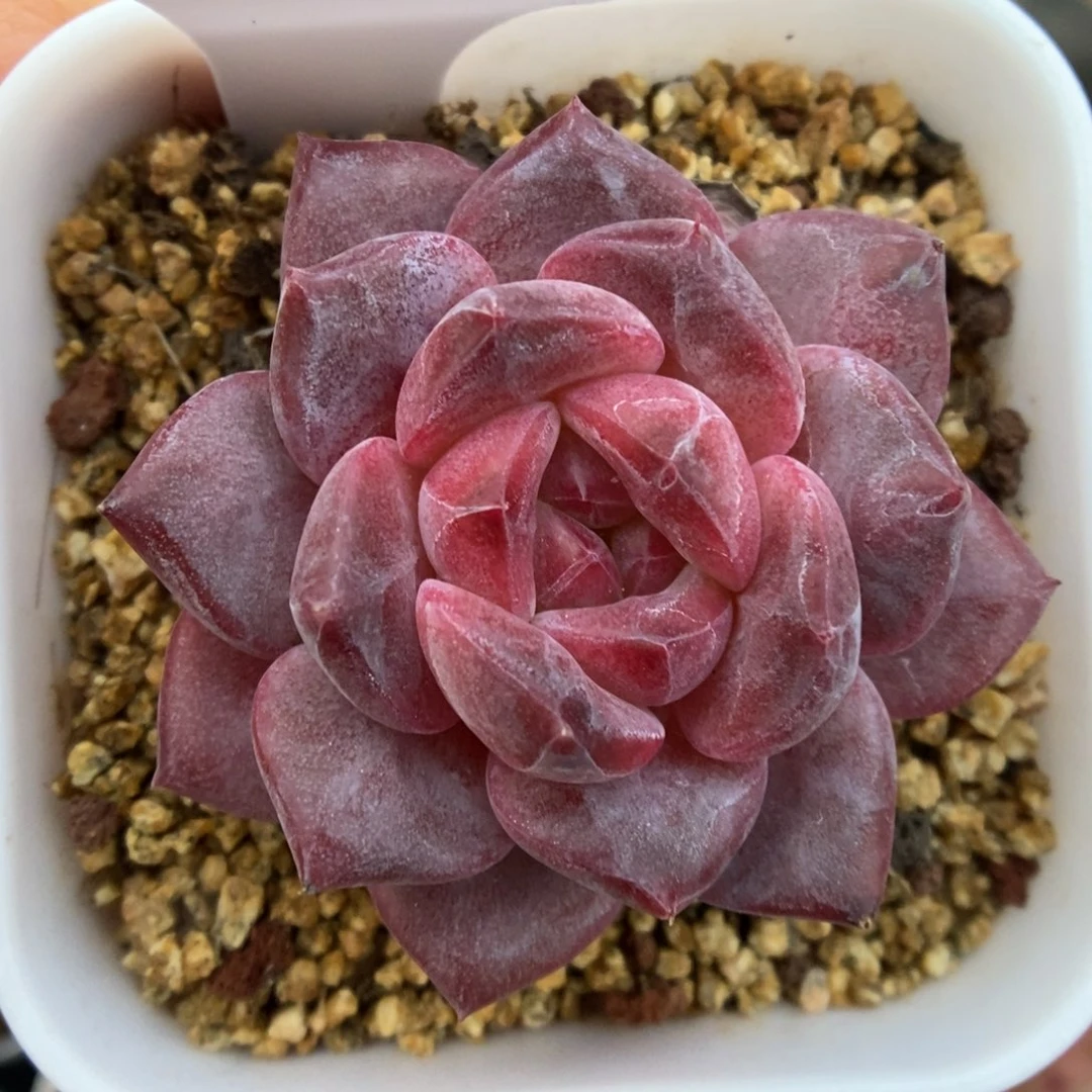 糖心琥珀可拍725号。