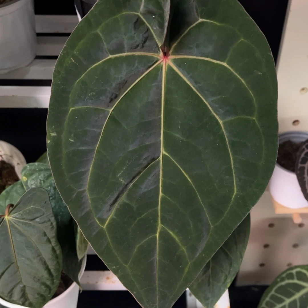 无花朵031 Aos杂红水晶