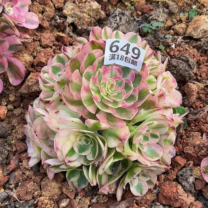 爱***）649倾城朵朵无根发货