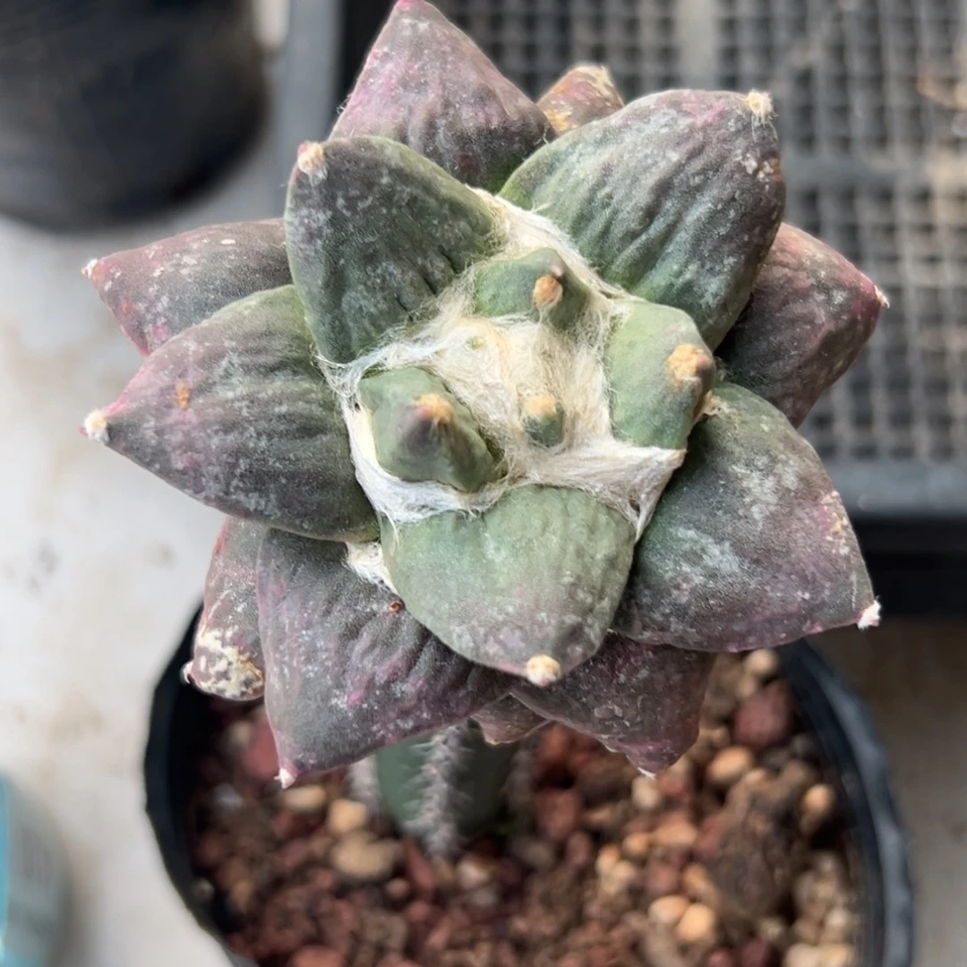 407 仙人球的比赛将