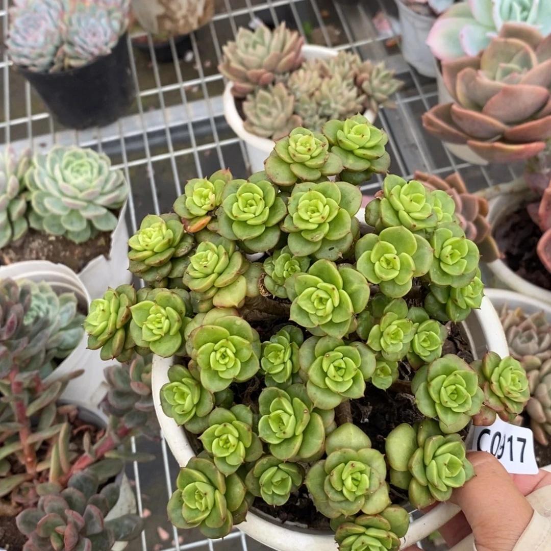 6917黄金蜡牡丹一物一拍
