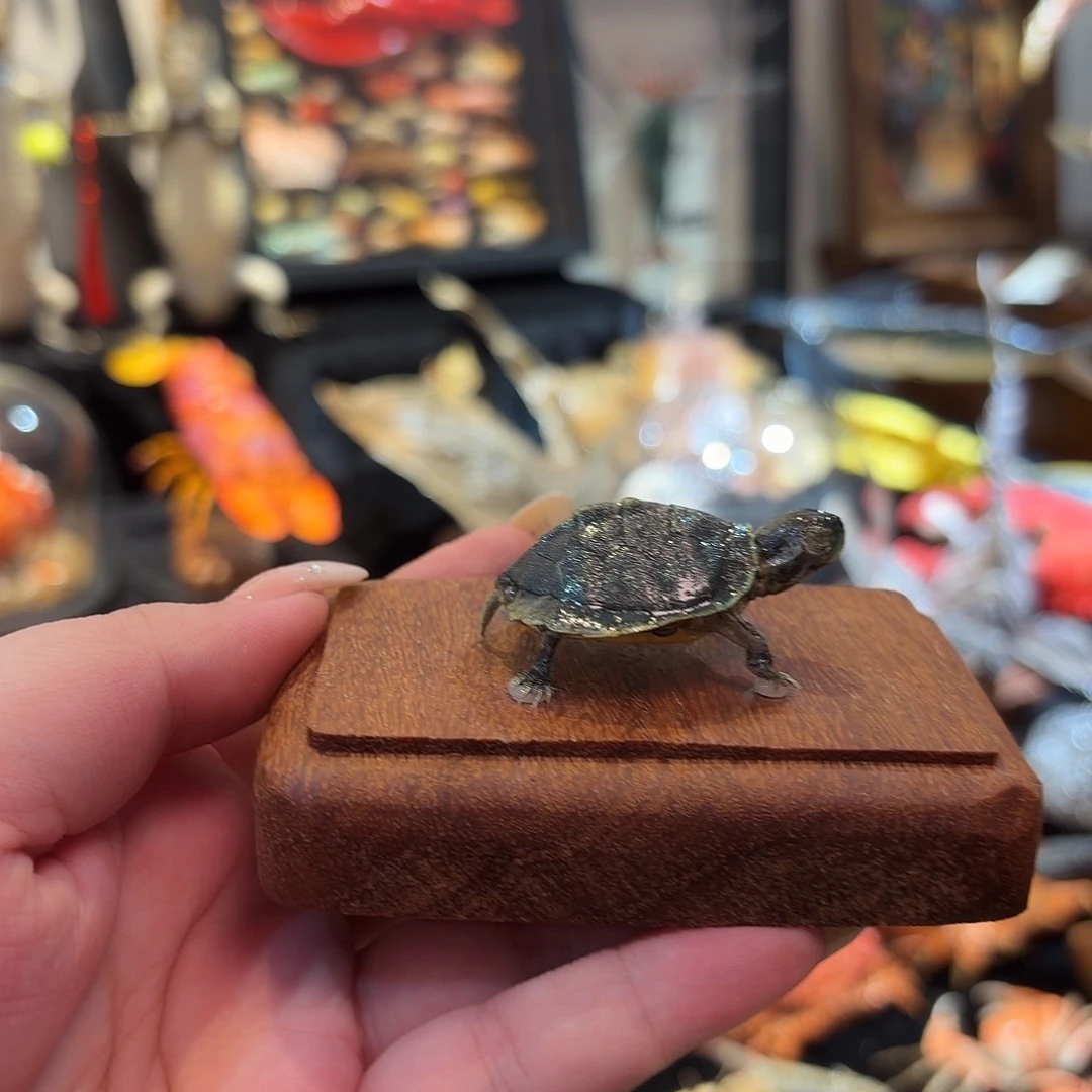 真实小乌龟标本哦