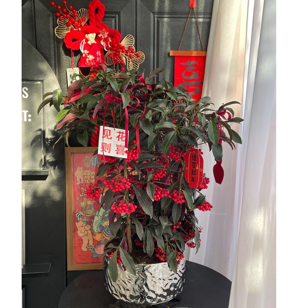 富贵籽1盆百两金富贵发财（高度70cm）