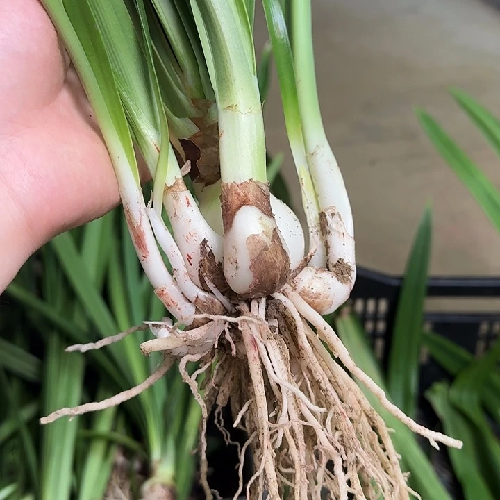 无花朵蒂卡梦幻5+带10侧左右