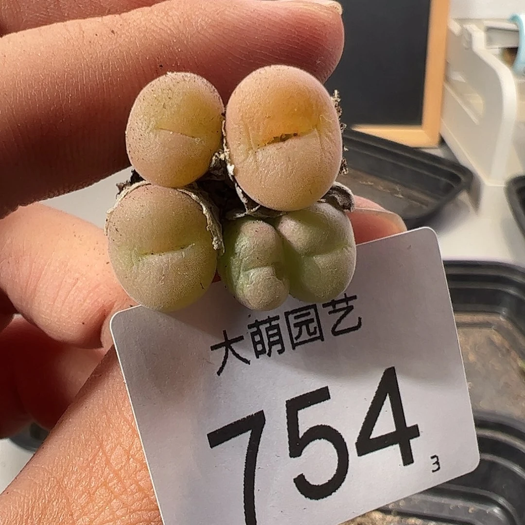 0000754 一物一拍……