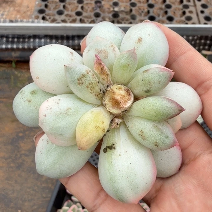 底座无根一颗多肉锦