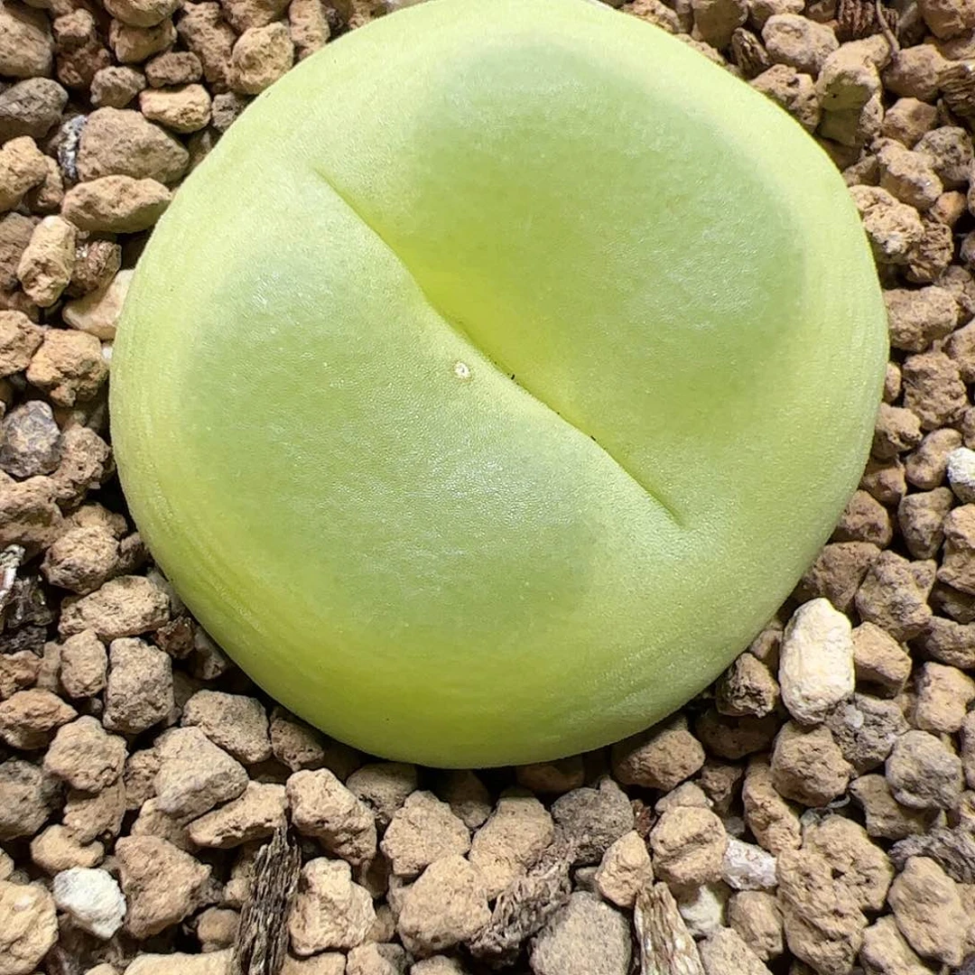 【闪购商品】64 拉登