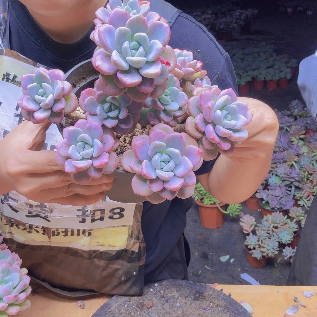 花瓣露一物一拍老桩