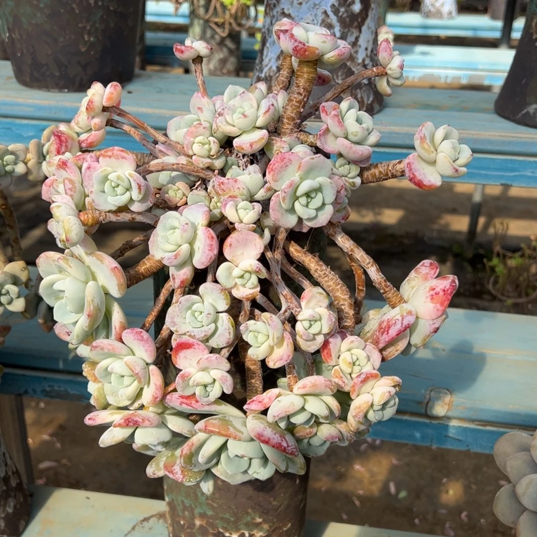 露养老桩冷香裸肉