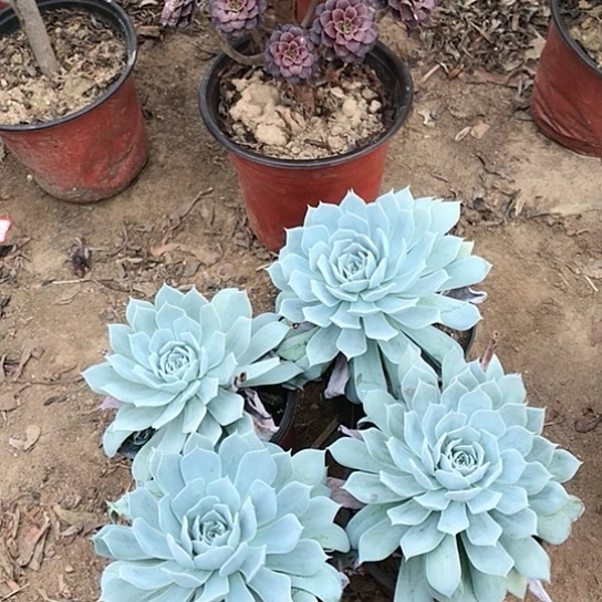 蓝鸟四盆多肉植物31