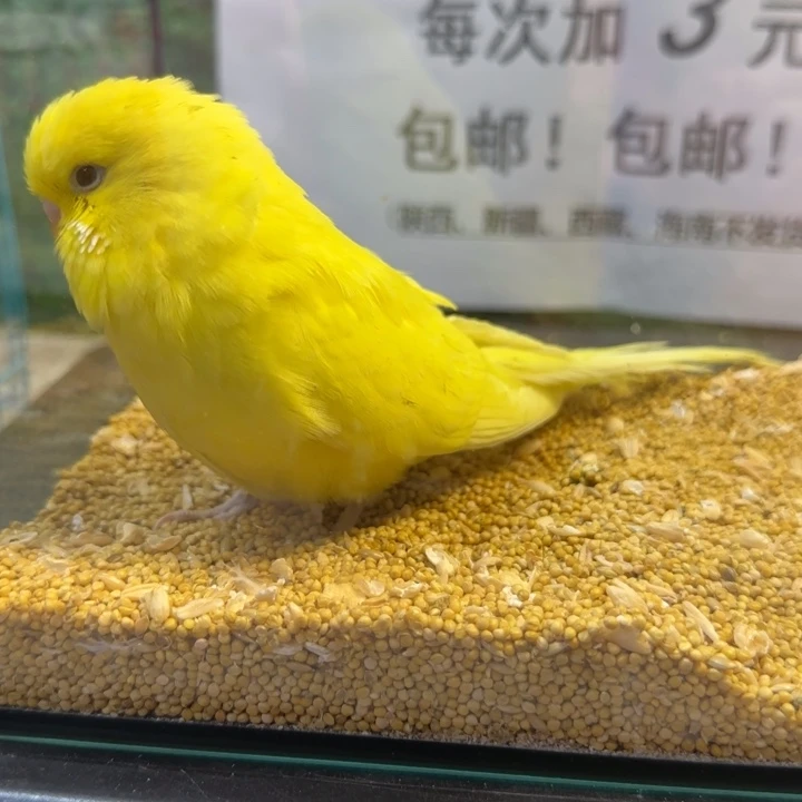 虎皮鹦鹉大头虎皮鹦鹉