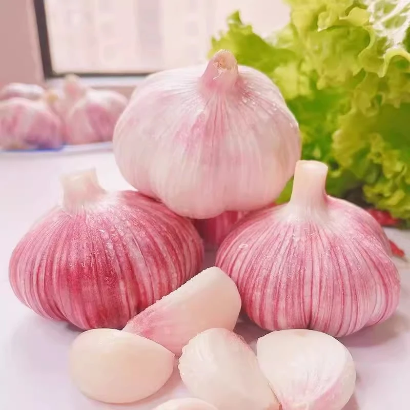 正宗河南2025现挖新鲜嫩大蒜头湿蒜紫皮大蒜多瓣蒜农家自种腊八蒜