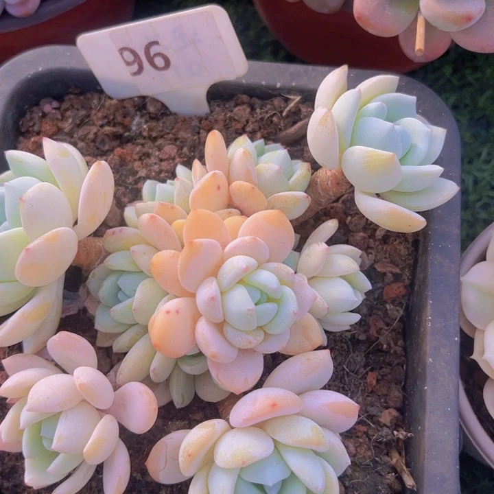 健健康康平平安安