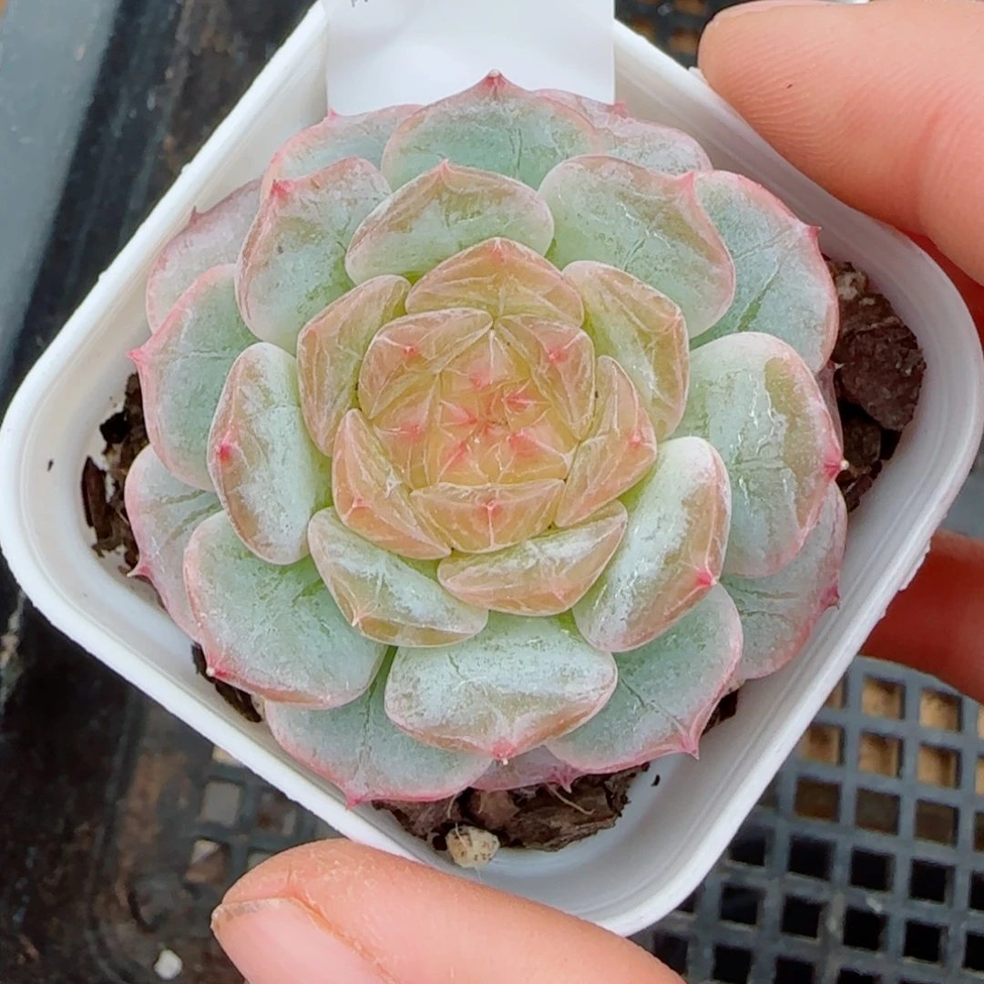 金盏珍妮，3381多肉