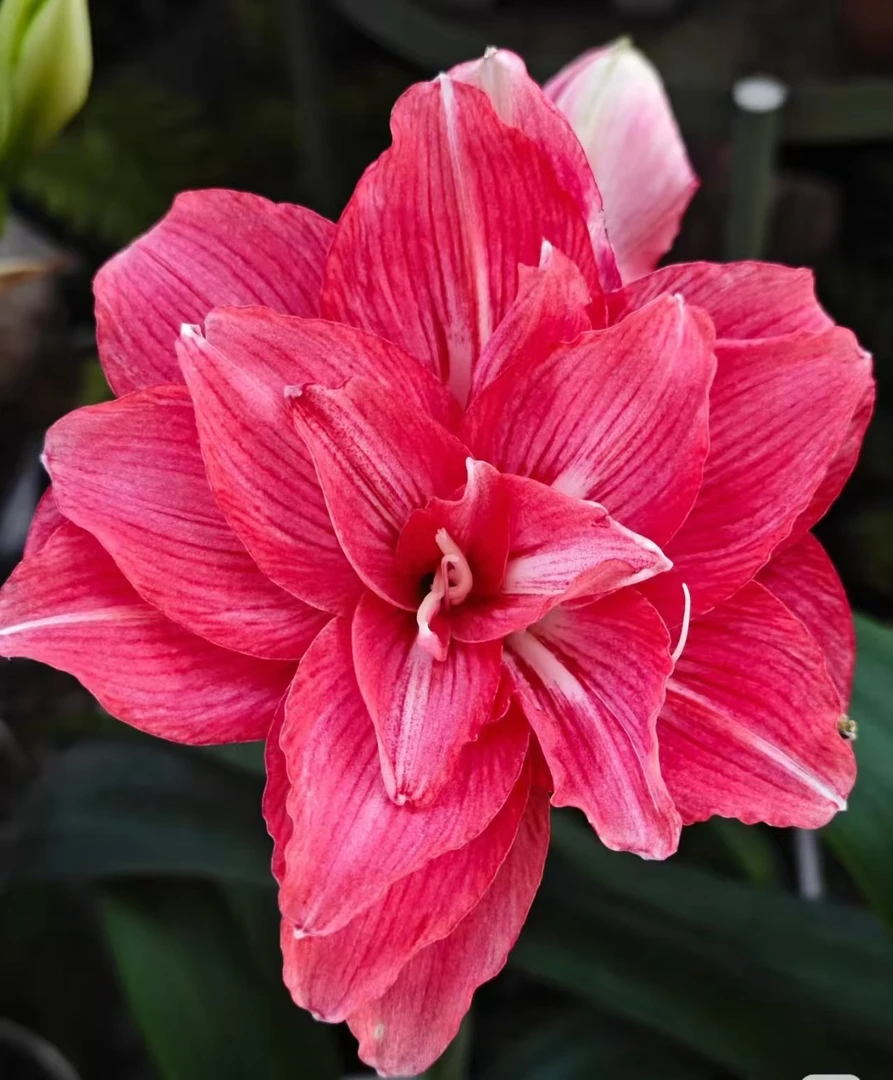 逸植朱顶红《爱罗姬》重瓣种球