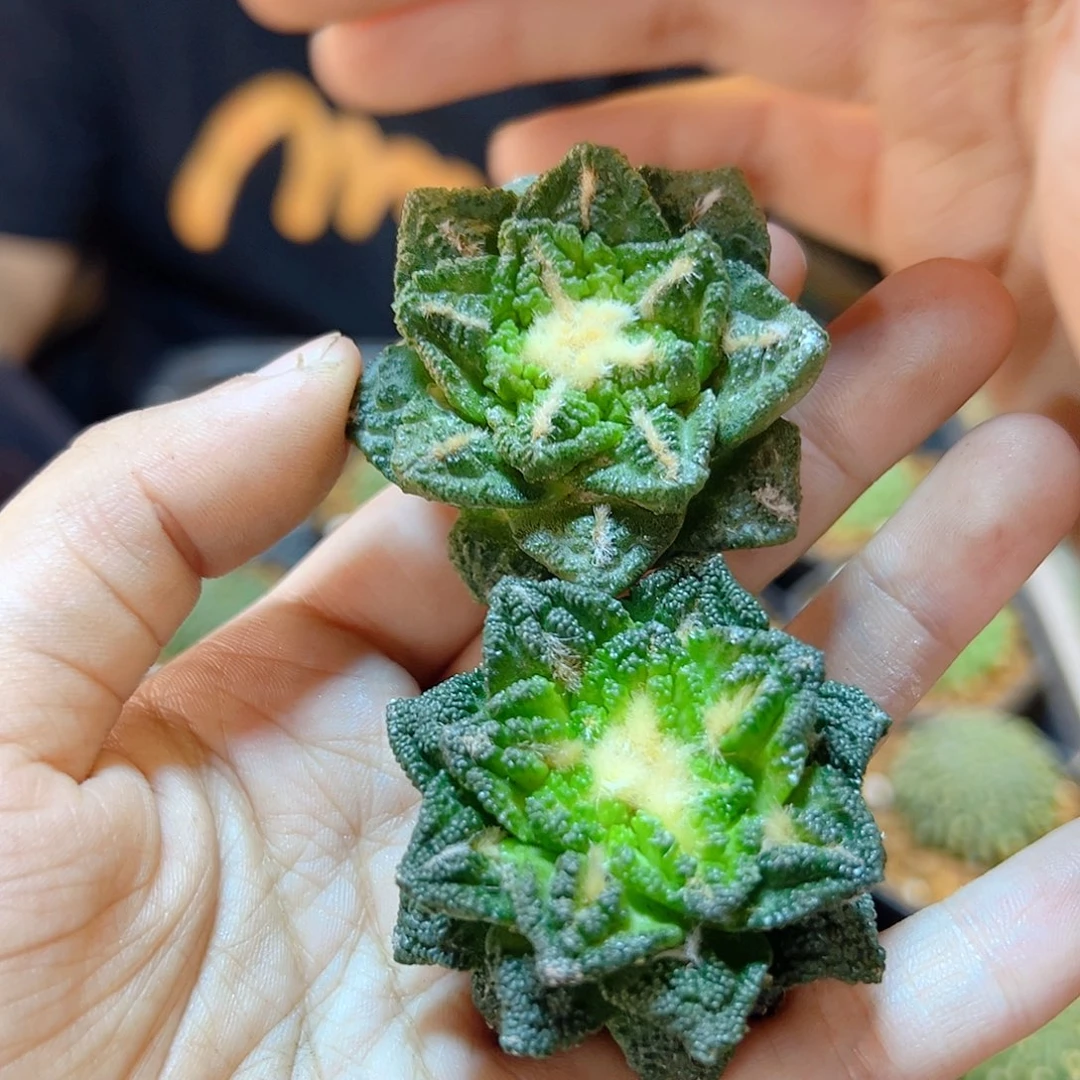 苗接龟甲牡丹4.3公分无根1颗