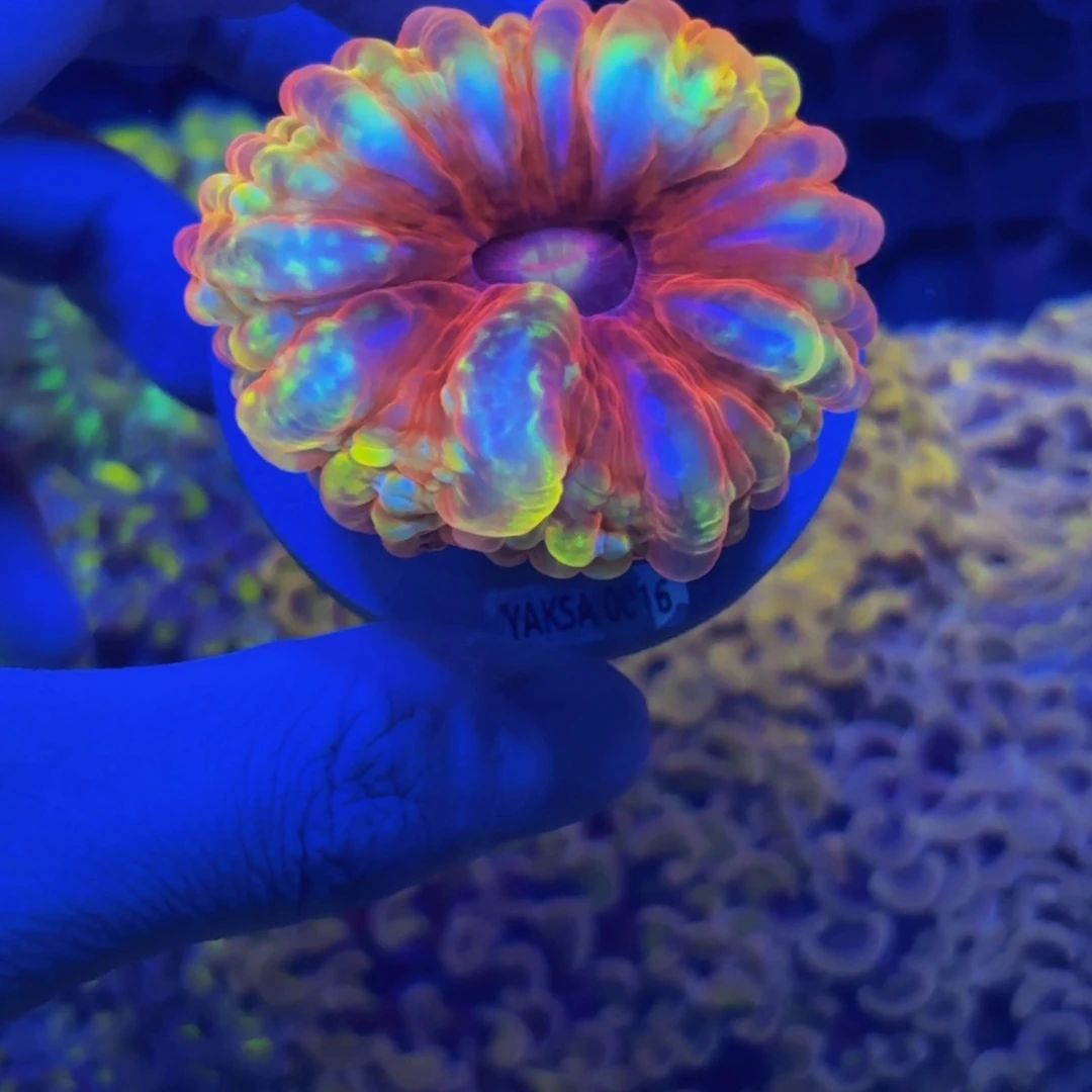 R***n纽扣珊瑚水晶脑一颗