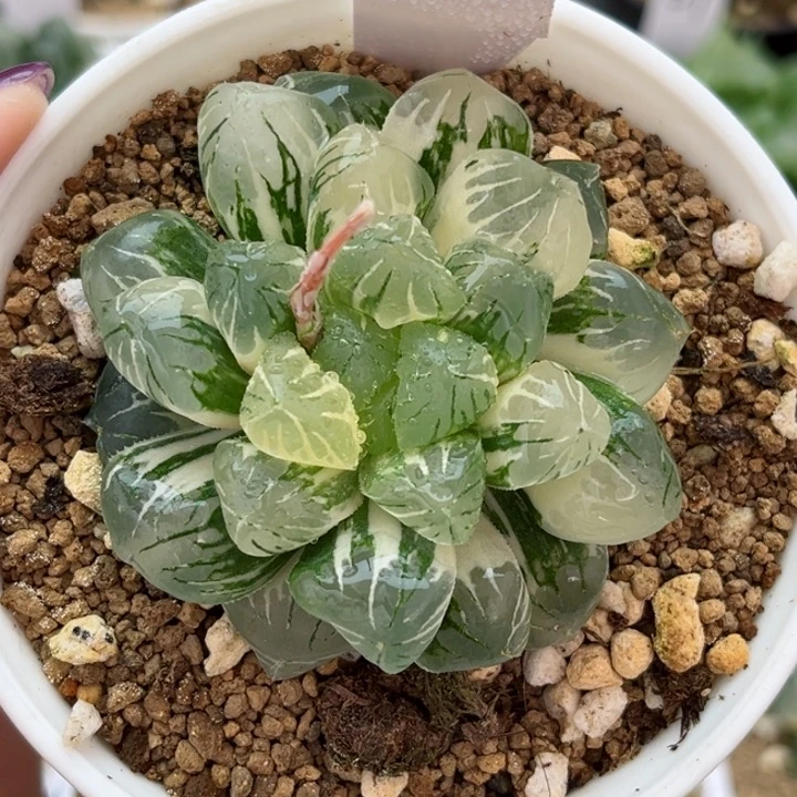 梦***海90哈哈哈哈哈哈哈哈哈