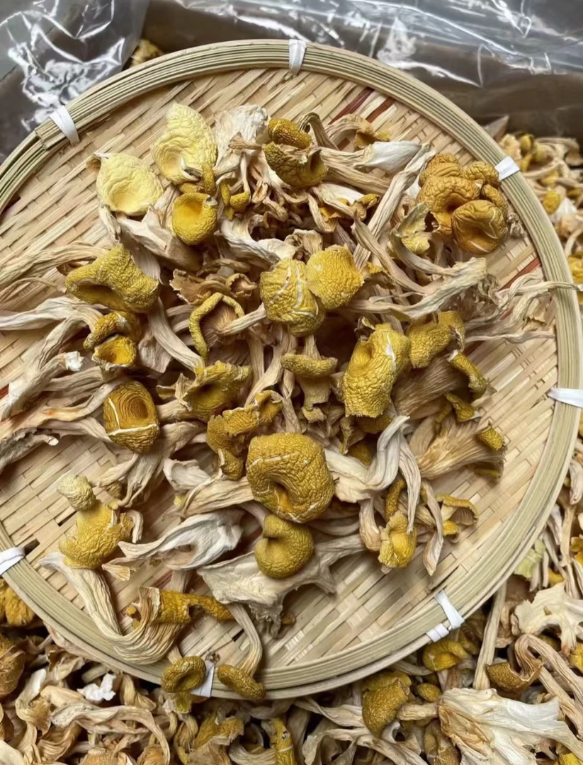 云南干货山货（鸡油菌）特产·