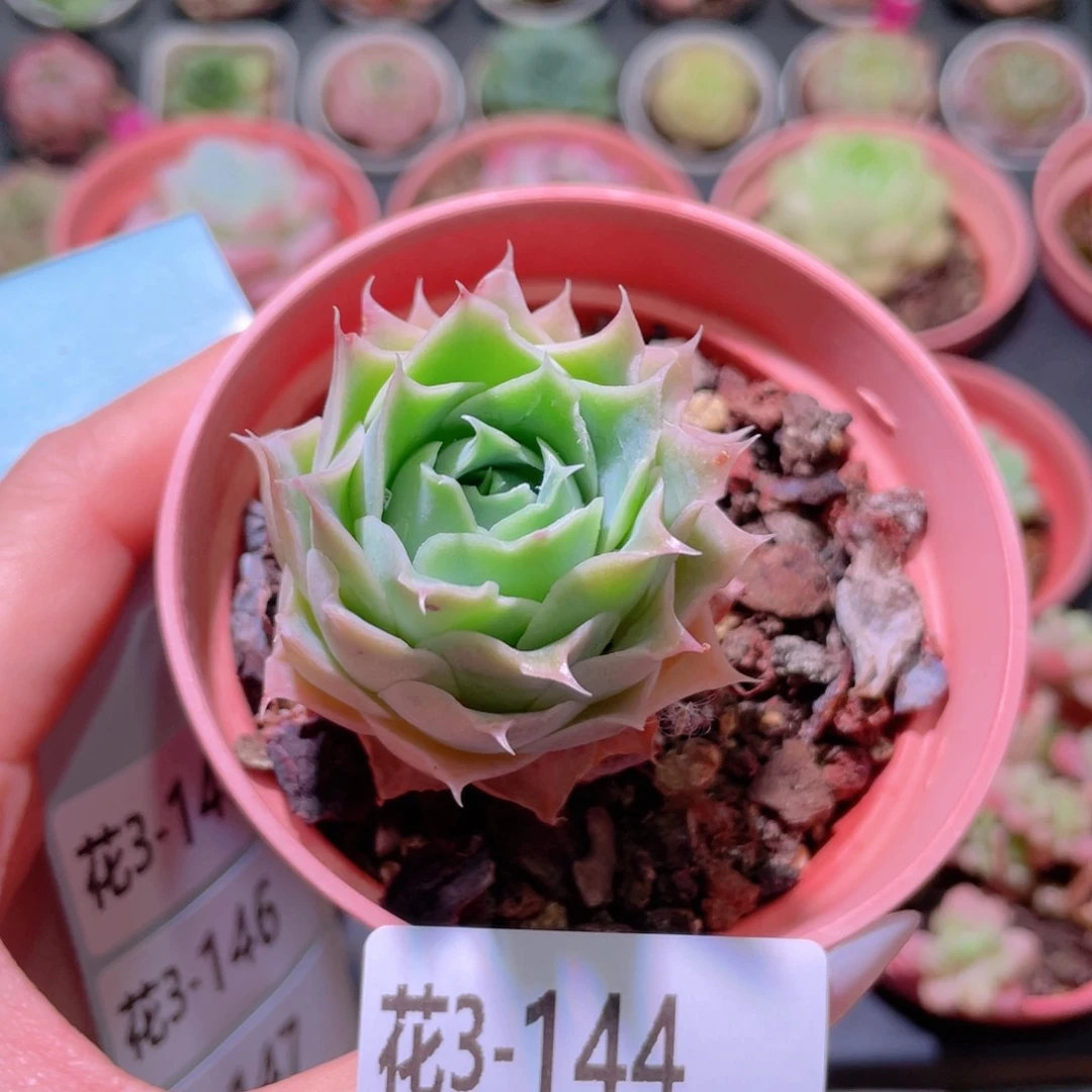 花利美3-144蓝丝绒