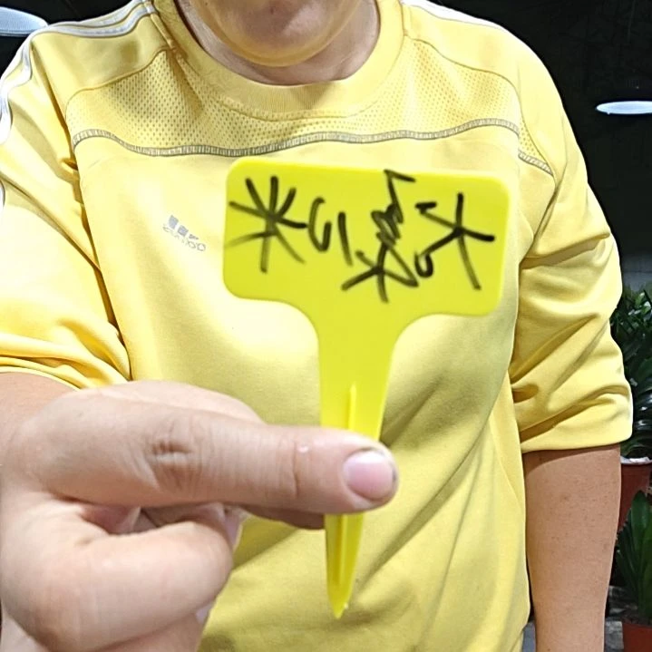 大***漠无花朵大漠  10君子兰