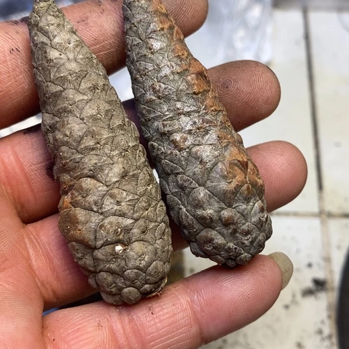 *****文玩核桃吊坠东北特产143