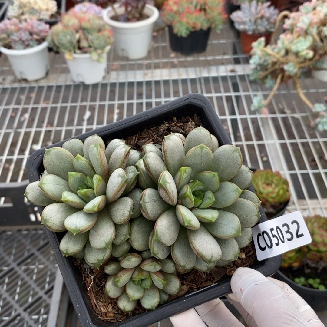 5032葡萄一物一拍