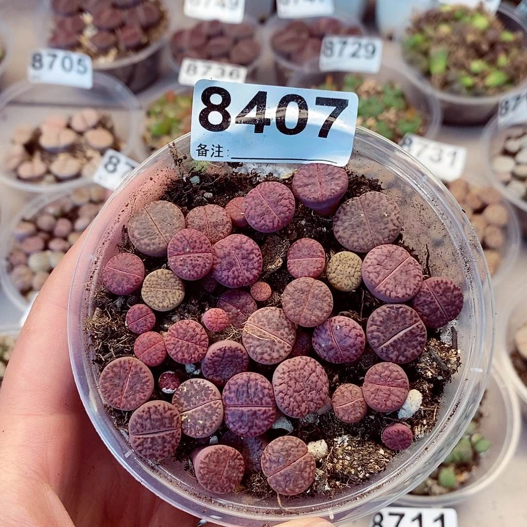 8407枝起来就快快