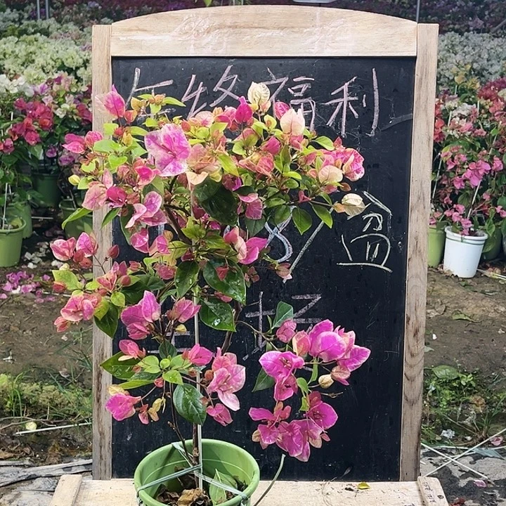 完全开放三角梅章红樱