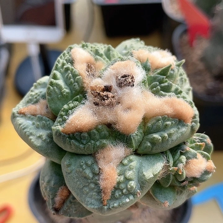 仙人球袖浦接哥斯拉金毛龟甲037