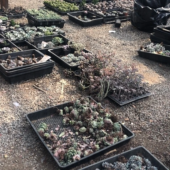 黛****）切糕时有种味道很