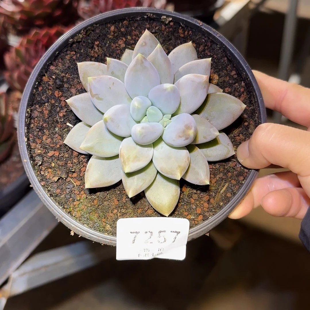 筠***溪7257号哥特萝莉多肉