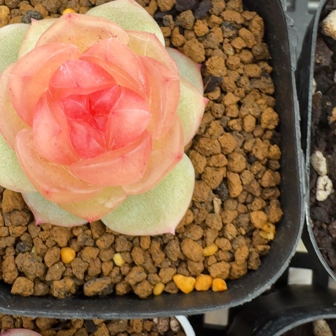 红陶0207-33-追月