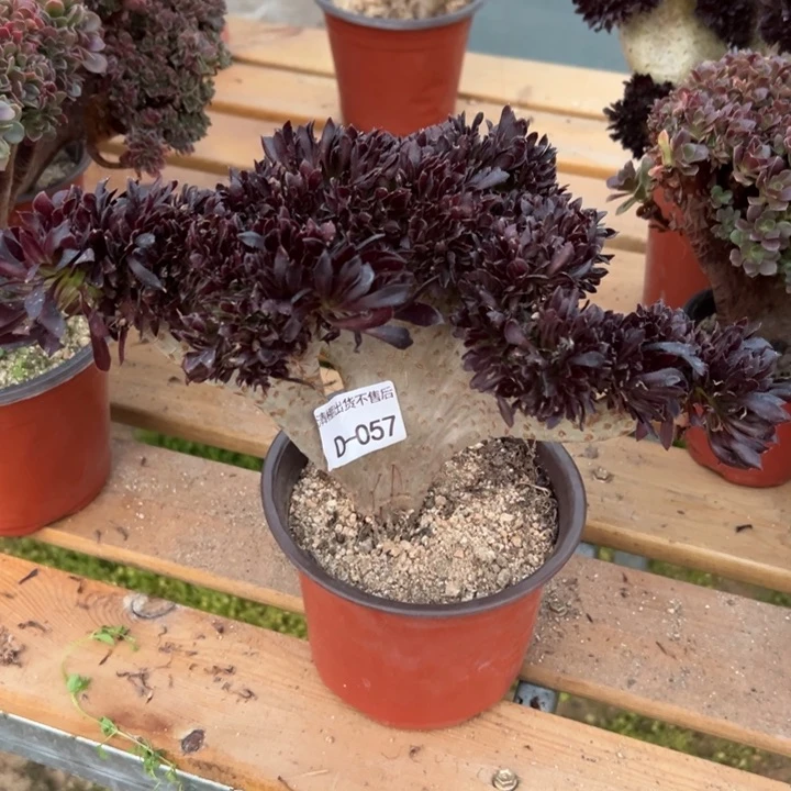 暖*妹057 黑法缀不售后