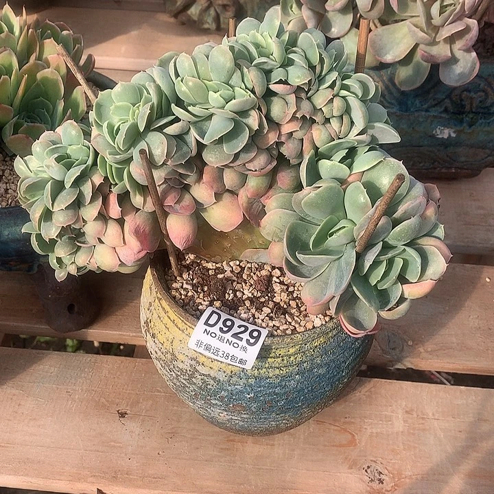 小***儿桃花坞缀化 929 亏本处理7-8天发 玻璃心勿扰