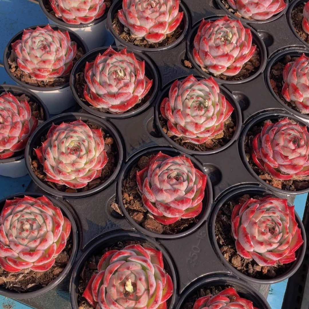 1003号吉娃娃全状态单头一个