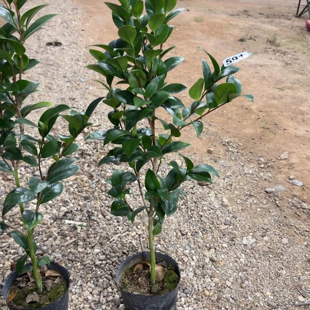 少量花朵（建议范围：2朵-5朵 或40%以下）591格蕾丝