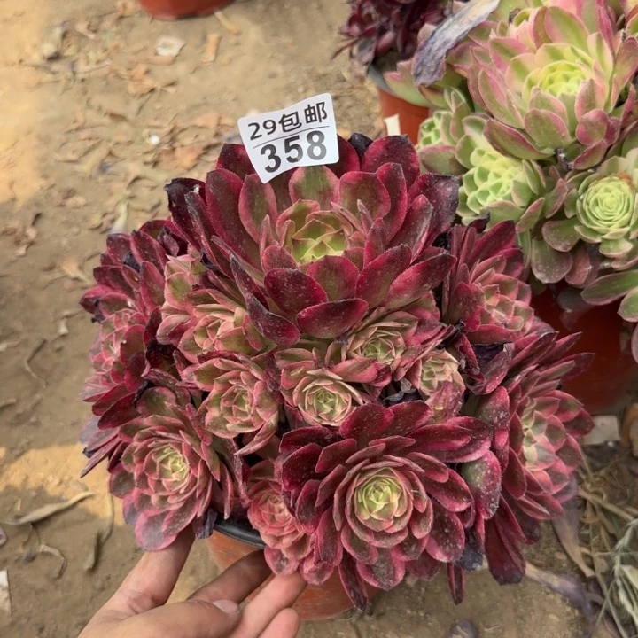 云荷……多肉植物……