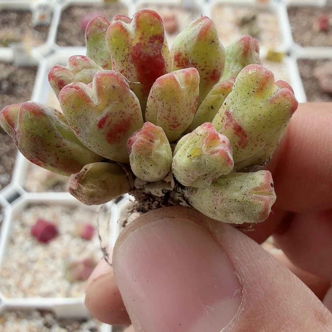 赤耳斑马多肉植物