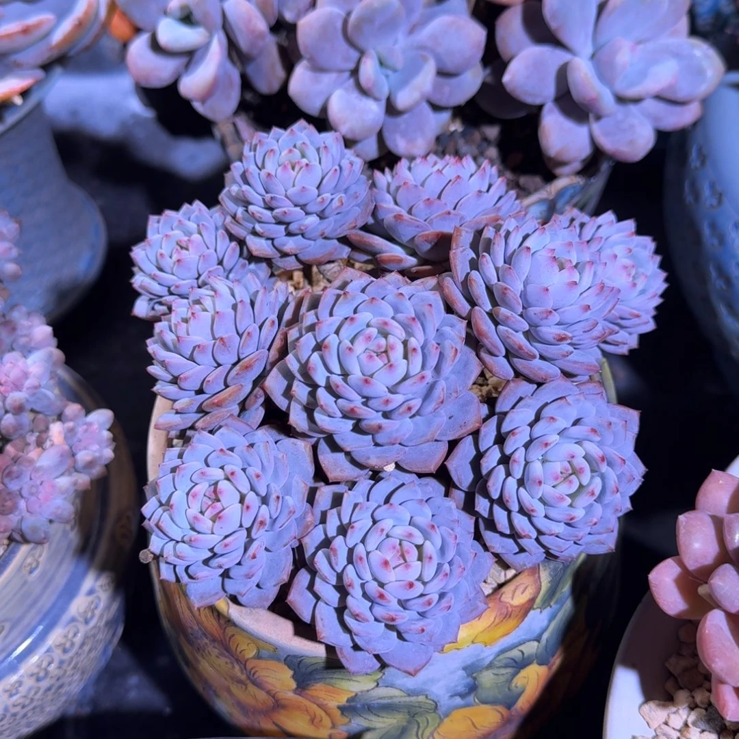 星星橙 群生 一物一拍