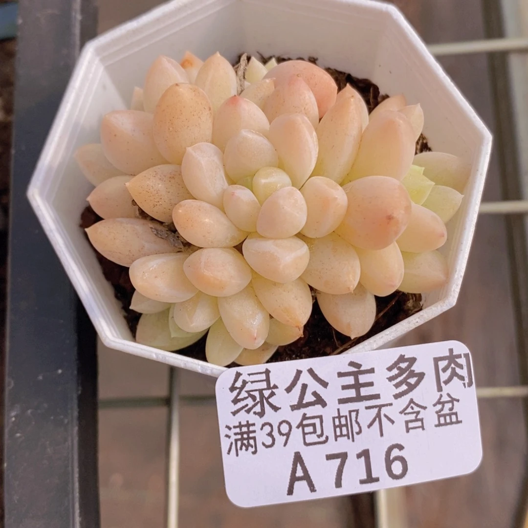 玲玉6cm716多肉植物