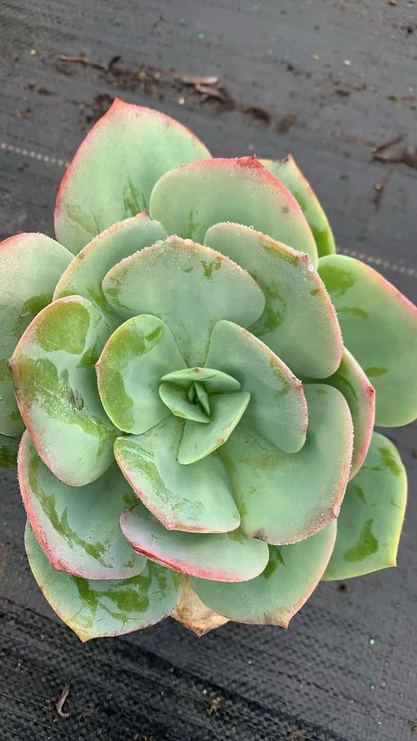 白凤 （多肉植物）绿色，红色，满15包邮，以直播间展示为准养护