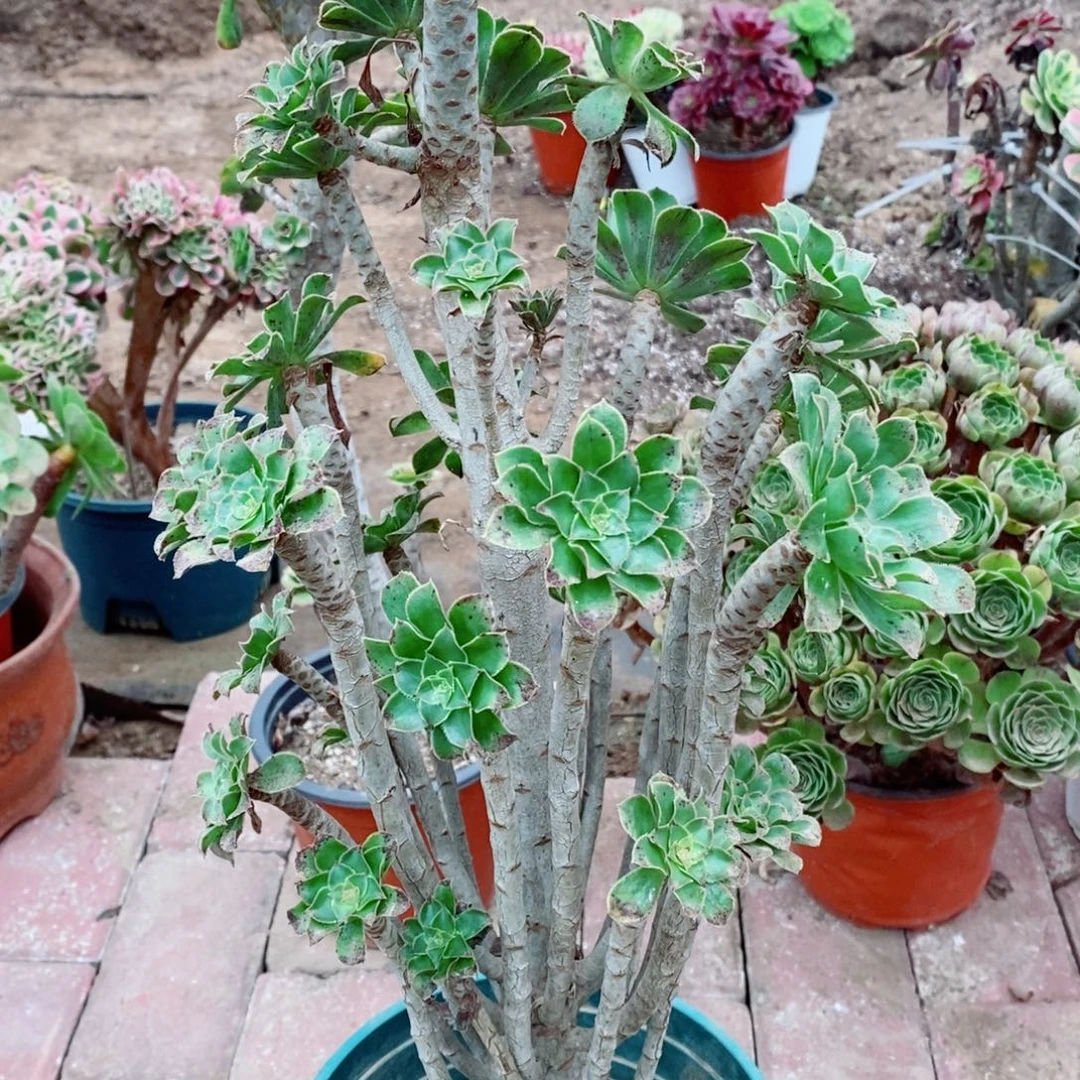 绿法师多肉植物3578