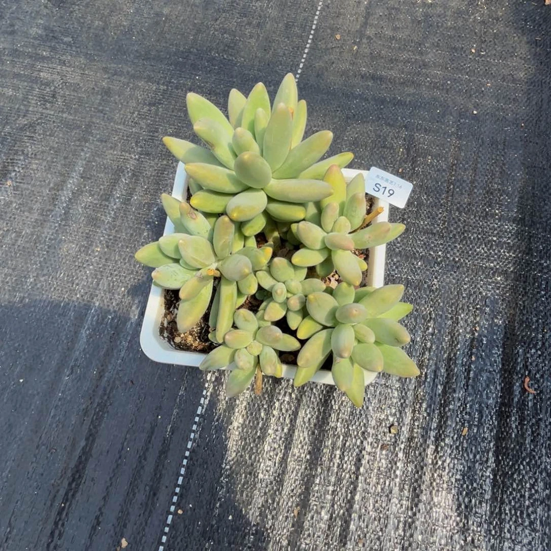s19白兰地群生无砍的