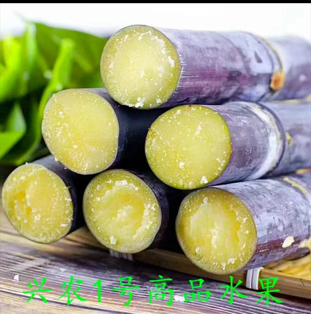 黑皮甘蔗新鲜水果紫皮甘蔗脆甜多汁现砍现发应季特产AAA