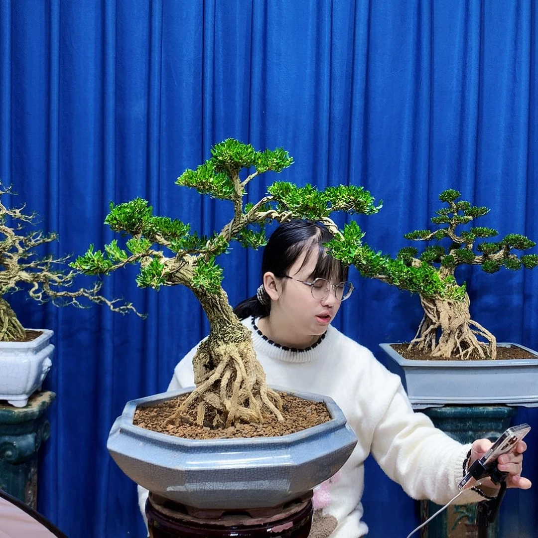 无花朵黄杨盆景一物一拍