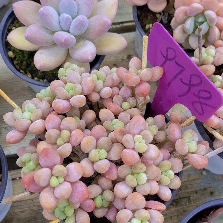 开心多肉，破1.5粉丝专场