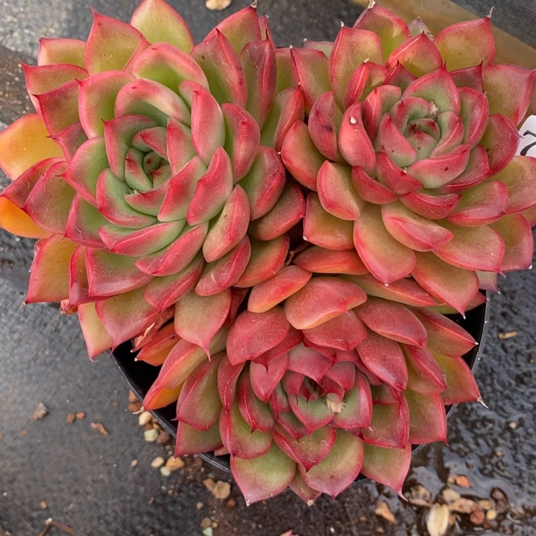 7856杂交多肉老桩