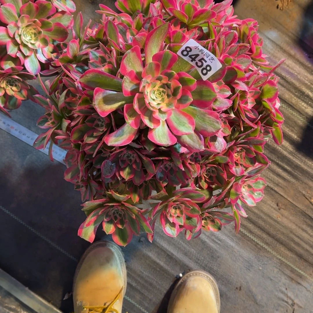 顾*诚胭脂血多肉植物8458